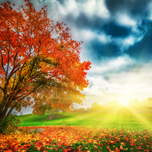 Fall Foliage